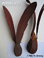 Dipterocarpus dyeri dried seed pods, approximately 18 cm long