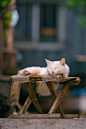 京城初秋的猫猫合集（1） ​​​​