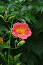 凌霄花のうぜんかずら Chinese trumpet vine (Campsis grandiflora)
