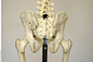 Skeleton_0098