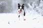英国，诺丁汉：一只名叫弗莱德的波士顿小猎犬在雪中玩耍