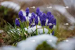 花朵 自然 生长 特写 雪 美丽的花朵 盛开 花卉背景 花壁纸