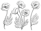 罂粟花图形黑白孤立素描插图矢量插画图片