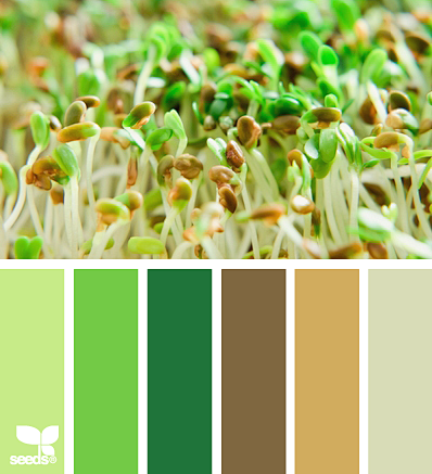 sprouting hues