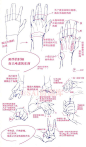 动漫人物手的画法技巧，非常实用的手部画法步骤图