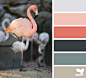 flamingo tones