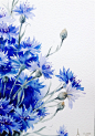 国外插画师Elena Moroz写实水彩花卉植物蔬菜手绘临摹素材图162张-淘宝网