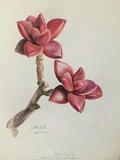 彩铅 多肉