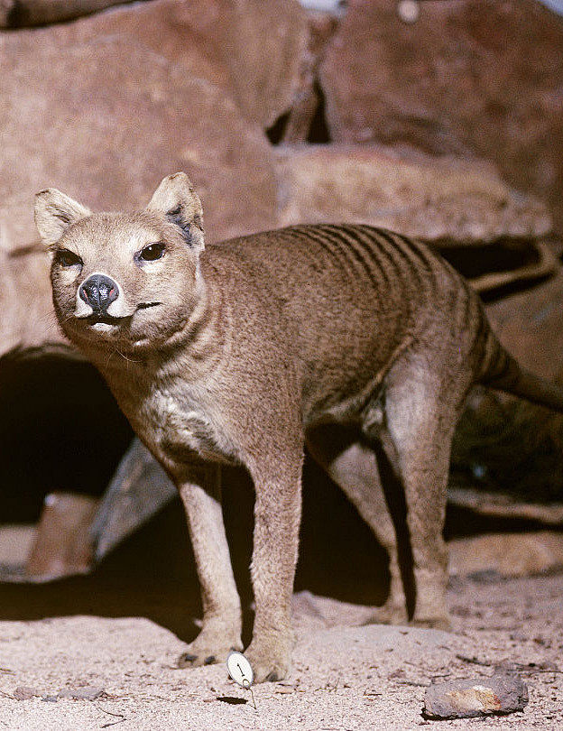 袋鼬目·袋狼科:袋狼