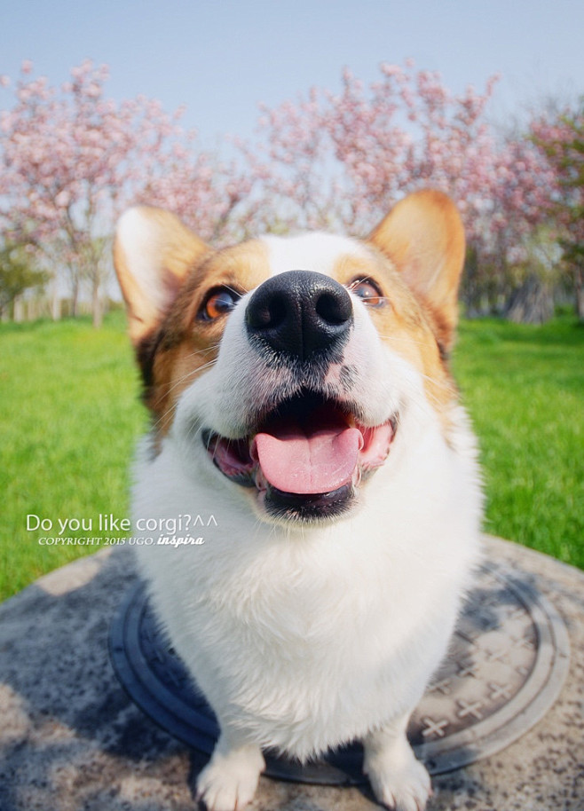  #狗狗#