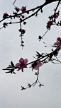 三月，清明，桃花记。
