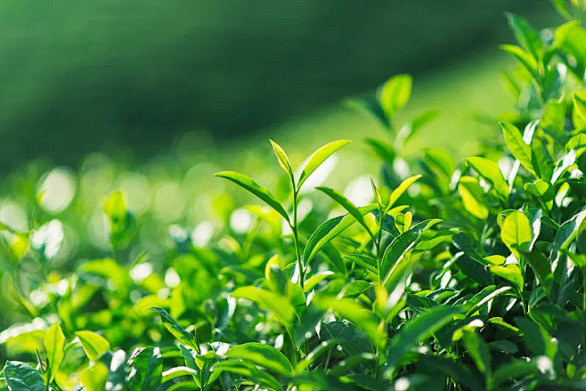 生长,茶叶,茶园,茶树,龙井茶图片图片素...