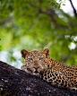 “A leopard resting in an ebony tree, South Luangwa, Zambia.”