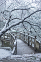 武漢大學星湖園一棵櫻花樹的四季