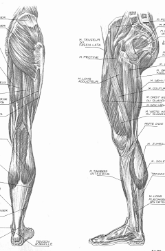 画画的Feng子采集到肌肉解剖——脚