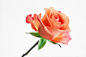 影棚拍摄,植物,粉色,花,茎_89619250_Pink rose_创意图片_Getty Images China