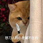 分享一些可可爱爱的小喵表情包。#表情包 #趣味表情包 #猫咪 - 抖音