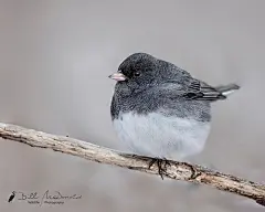 吸啾 早～今日元宵节，吸一款像芝麻汤圆一样可爱的小啾吧～暗眼灯草鹀，主要繁衍栖息地在北美一带，深灰加雪白，非常低调高雅的配色～可惜在亚洲地区看不到，不过这种小啾的日文名特别美，叫做【雪姬鸟】。（话说大家喜欢什么味的汤圆？我只吃芝麻和花生的～） ​​​​