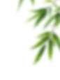花瓣素材_植物系列朦胧感模糊树叶叶片_194092974