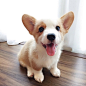#狗狗# <a class="text-meta meta-tag" href="/search/?q=可爱">#可爱#</a> <a class="text-meta meta-tag" href="/search/?q=萌">#萌#</a> <a class="text-meta meta-tag" href="/search/?q=柯基&