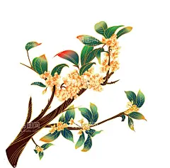 桂花插画  - 源文件下载【酷图网】古风花卉,桂花,水彩桂花,桂花插画,桂花糕,桂花线稿,桂花蜜,植物,水墨桂花,水墨花卉,水彩扇面画,水彩花卉,花卉装饰画,金桂,