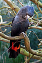 鹦形目·凤头鹦鹉科·黑凤头鹦鹉属：红尾凤头鹦鹉