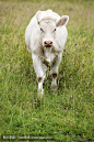 美丽的白牛
beautiful white cow