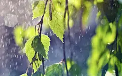 23寸宽屏唯美夏季春雨电脑桌面高清壁纸桌面壁纸1
