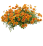 鬼针草5