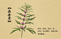 中草藥益母草插畫 : Lovepik提供中草藥益母草插畫圖案免費下載，點擊右側下載按鈕即可下載。該中草藥益母草插畫圖片素材可用於商業用途，為設計師們的工作提升了效率。點擊搜索可以查看更多中草藥, 中草藥益母草, 益母草圖片素材。