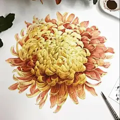 水彩--大丽菊-菊类 - 高清图片，堆糖，美图壁纸兴趣社区