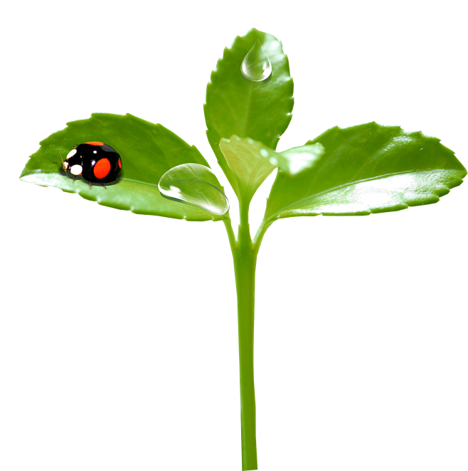#草类# #植物PNG# #PNG素材#...