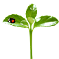 #草类# #植物PNG# #PNG素材# #绿叶# #藤蔓# #叶子PNG# #花朵# #薰衣草# #玫瑰# #花PNG# #荷花素材# #荷叶PNG# #荷花PNG#
