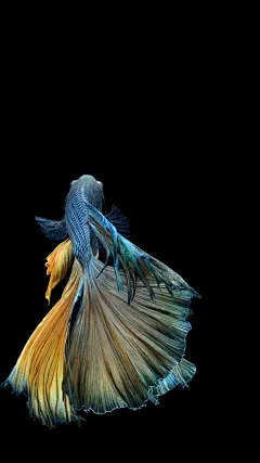 iPhone6S 斗鱼壁纸 #鱼# #摄影#