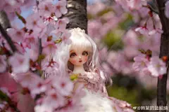 bjd超话BJD私养超话#volks#
樱花与少女的法式午后

妆面感谢：@尾巴様 @每天都想变成蜗牛
服装赞助商：@派大星扔裤衩
眼珠：@白日梦-芋头
漂亮毛毛：@WaitA_MIN ​​​​