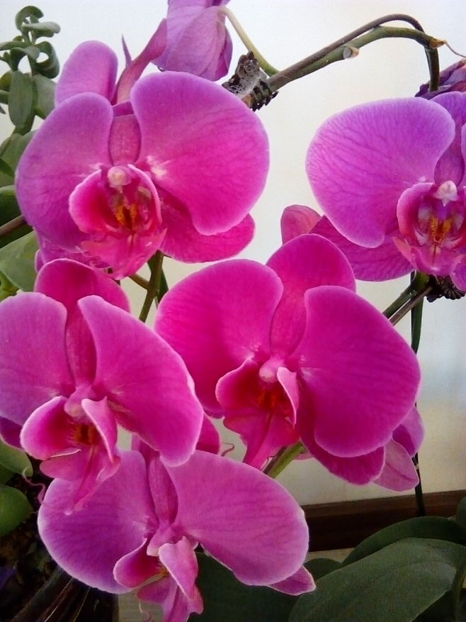 蝴蝶花兰花