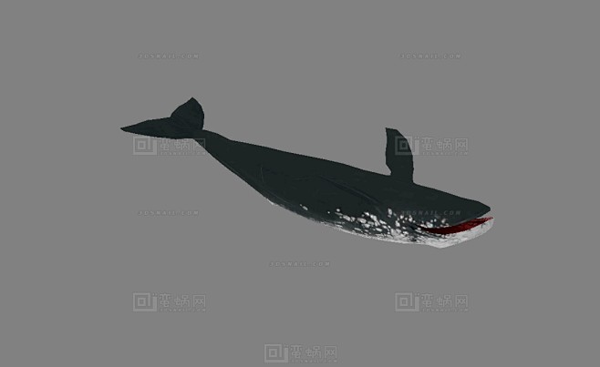 5条鲸鱼 长须鲸 长箦鲸 鳍鲸 长绩鲸 ...