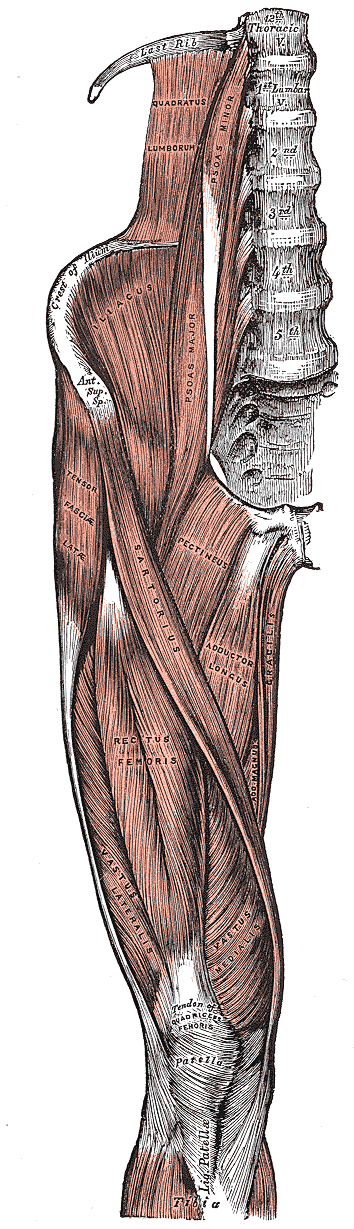 Muscles of the iliac...