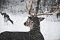 Photo of Reindeer in the Snow