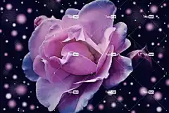 玫瑰 美丽的花朵 花 粉色的 花卉背景 花壁纸 开花 玫瑰花