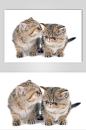 简洁悦目猫咪高清摄影图片-众图网