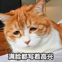 表情包 猫
