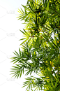 竹子,叶子,垂直画幅,气候,纯净,夏天,草,明亮,白色