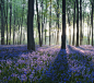 紫花树林-小米主题