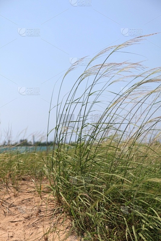海滩,草,滨草,五大湖,垂直画幅,天空,留白,沙子,无人,夏天