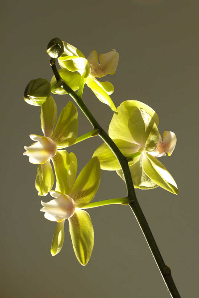 Orchids