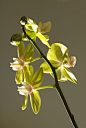 Orchids