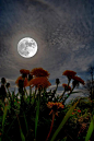 Dandelion Moon