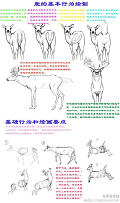 Always湛蓝采集到动物结构