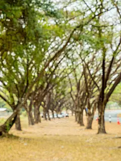 模糊景观下的直路树拱隧道，夏季自然景观为背景